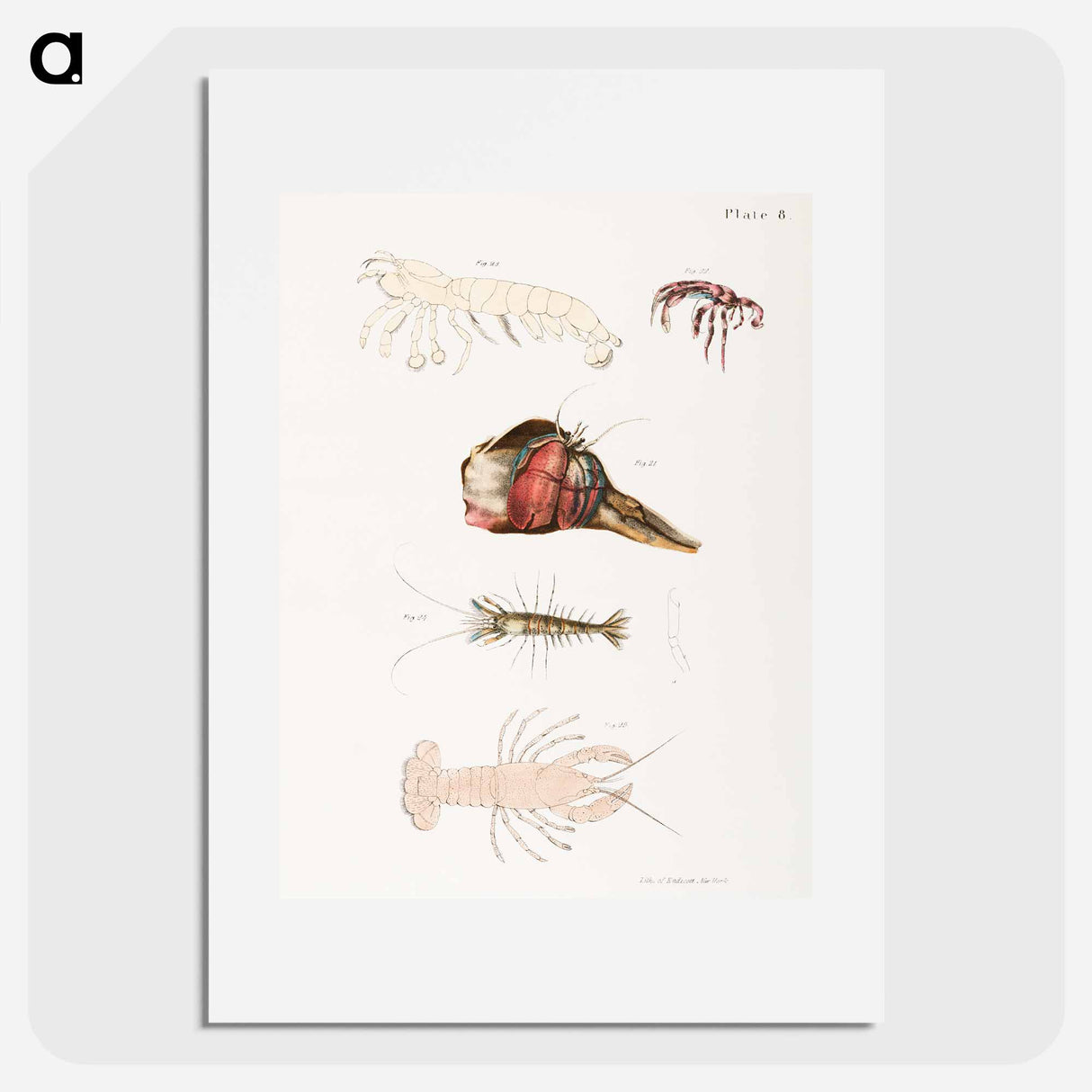 Untitled - New York Zoology Poster.