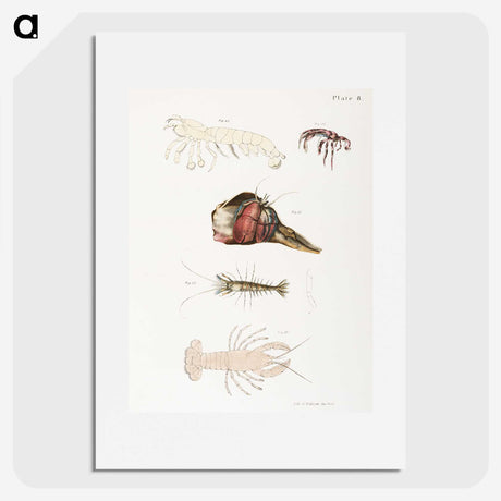 1-81_Zoology-of-New-York_picture