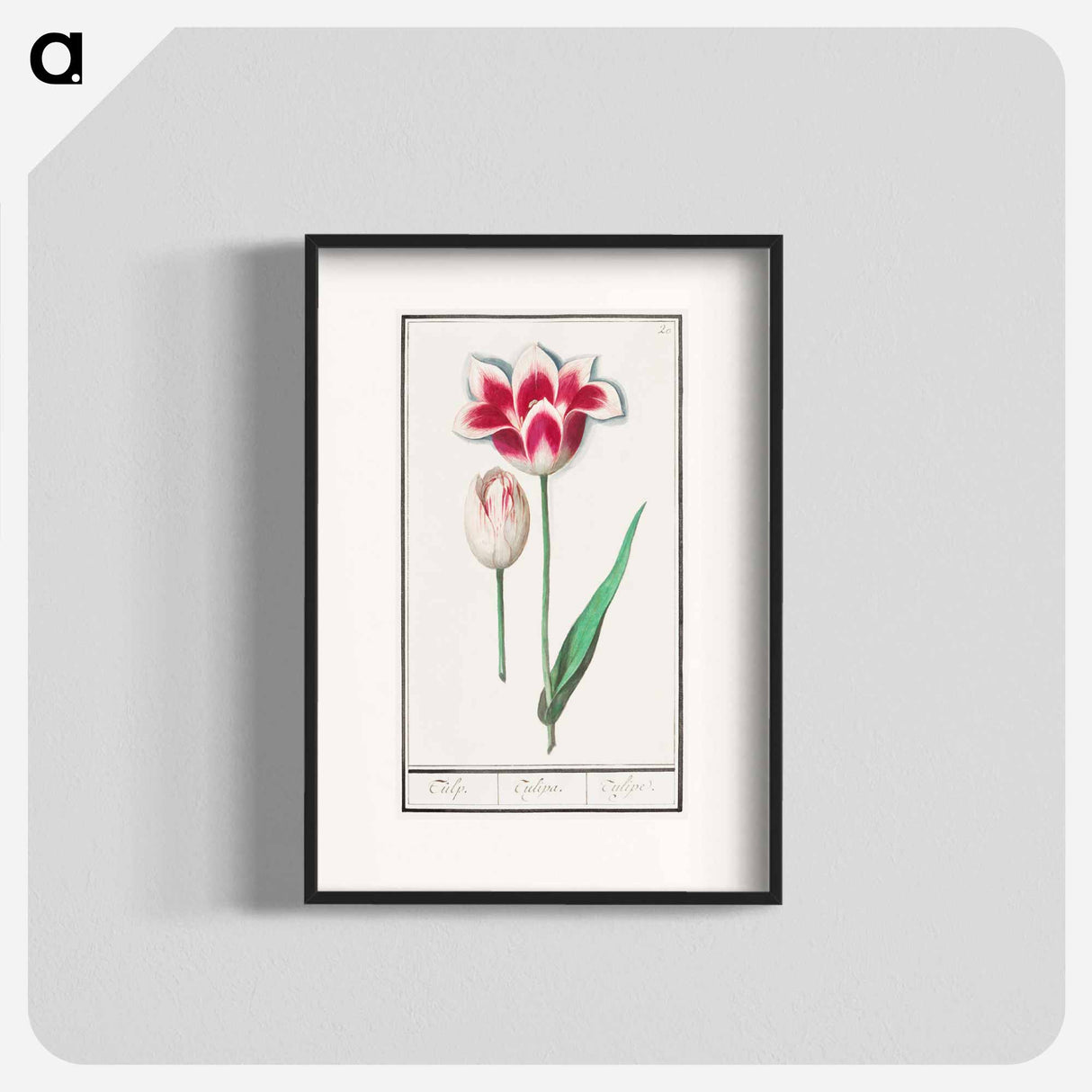 Tulip - アンセルムス ボエティウス デ ブート Poster.