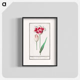 Tulip - アンセルムス ボエティウス デ ブート Poster.