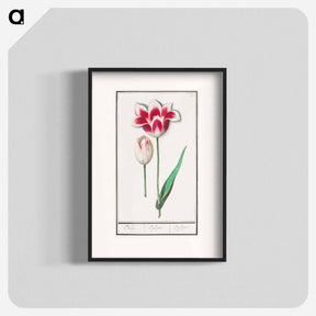 アートポスター-Tulip - アンセルムス ボエティウス デ ブート Poster.