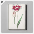 1-82_Anselmus-Boetius-de-Boodt_canvas