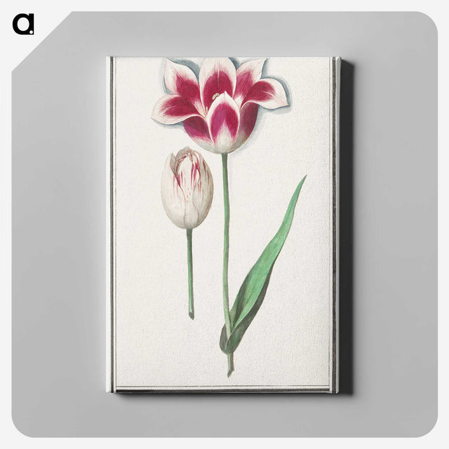 1-82_Anselmus-Boetius-de-Boodt_canvas
