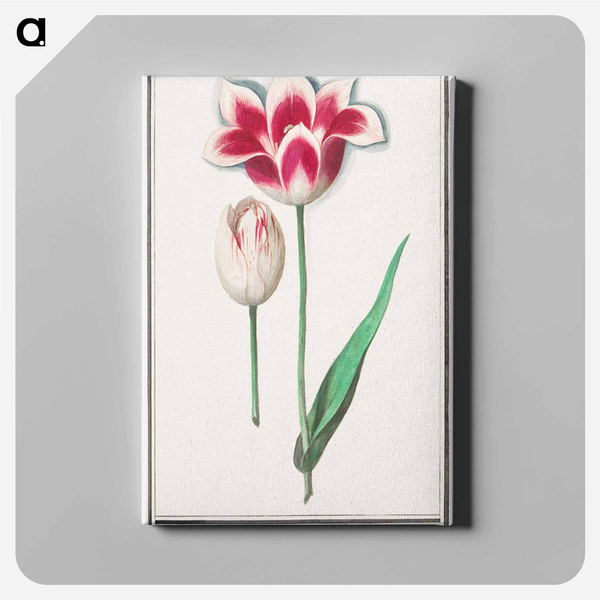 Tulip - アンセルムス ボエティウス デ ブート Canvas.