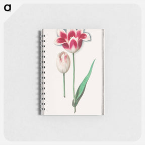 アートメモ帳-Tulip - アンセルムス ボエティウス デ ブート Memo.