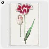 1-82_Anselmus-Boetius-de-Boodt_picture-crop