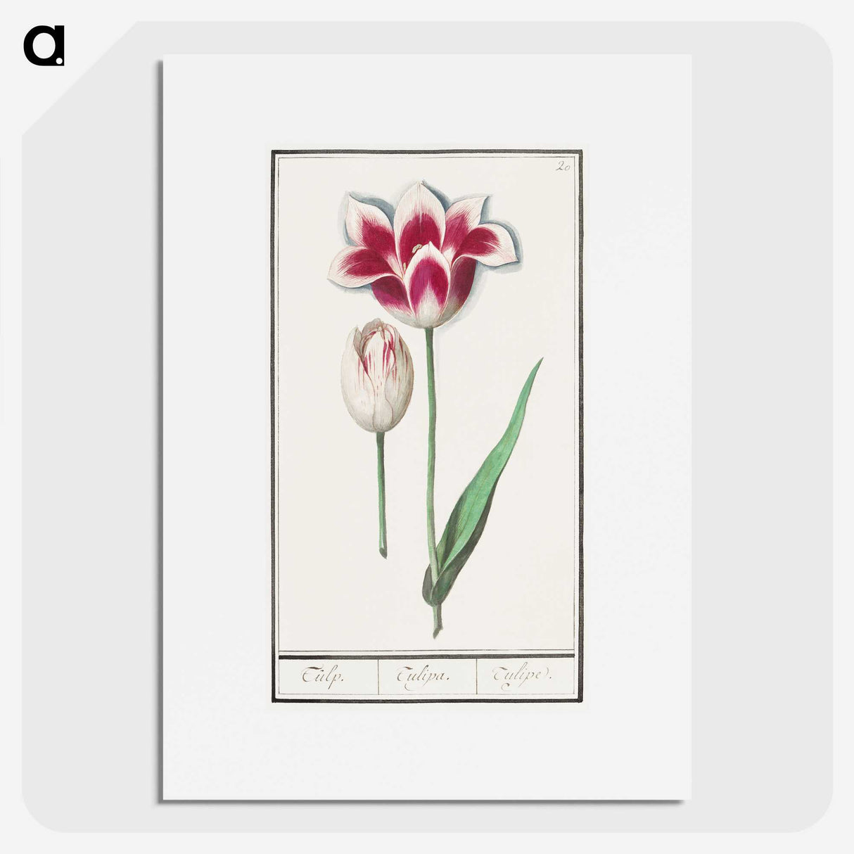 1-82_Anselmus-Boetius-de-Boodt_picture