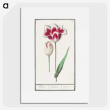 1-82_Anselmus-Boetius-de-Boodt_picture