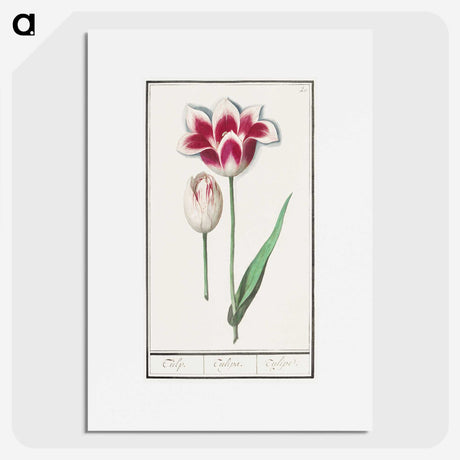1-82_Anselmus-Boetius-de-Boodt_picture