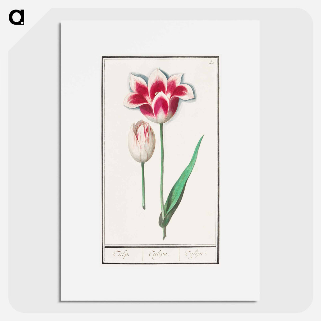 Tulip - アンセルムス ボエティウス デ ブート Poster.