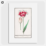 Tulip - アンセルムス ボエティウス デ ブート Poster.