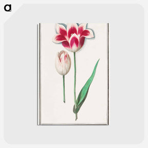 アートポストカード-Tulip - アンセルムス ボエティウス デ ブート Postcard.