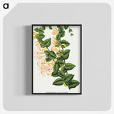 1-82_Botanical-Specimen-Plates_blk-crop
