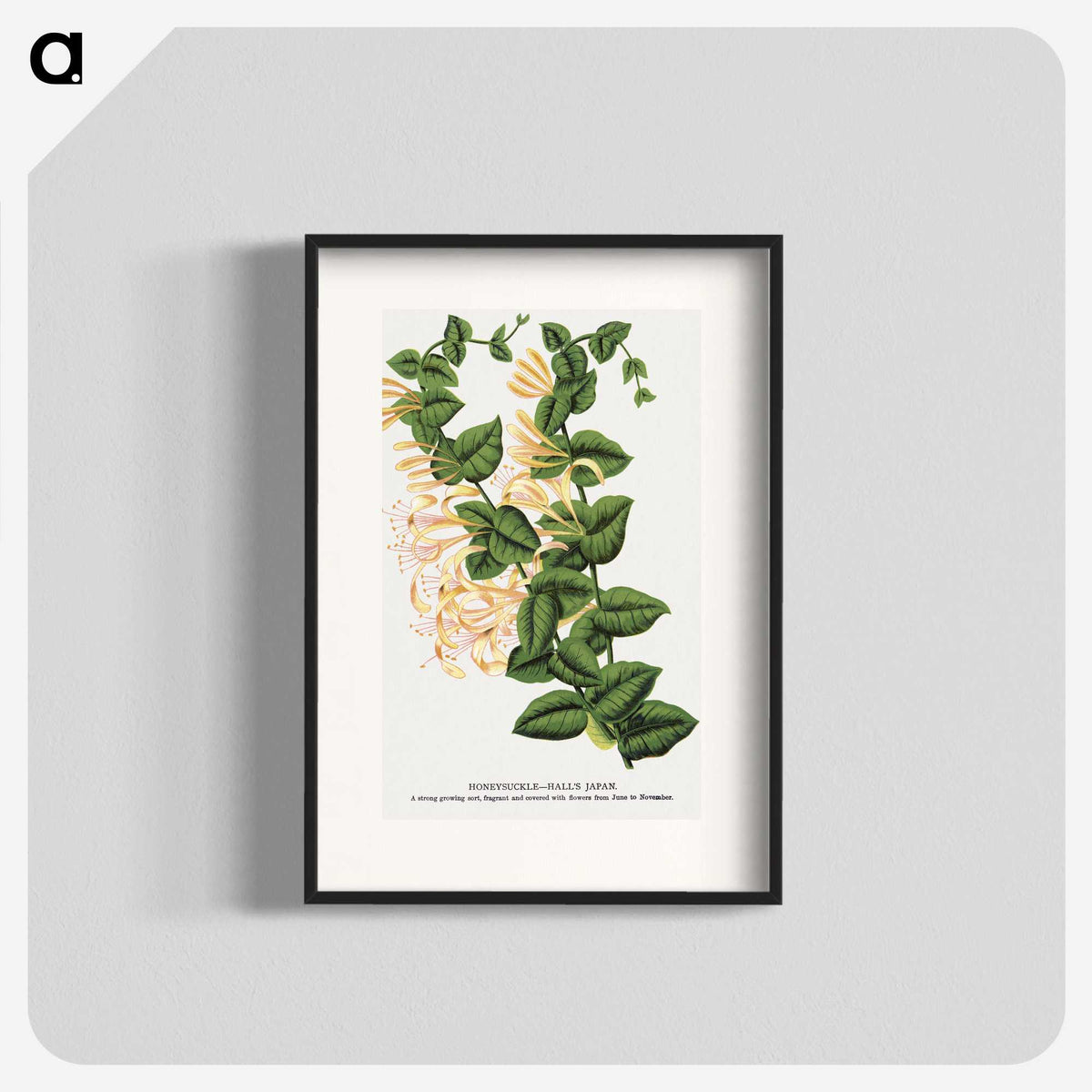 1-82_Botanical-Specimen-Plates_blk