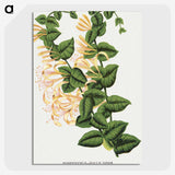 1-82_Botanical-Specimen-Plates_picture-crop
