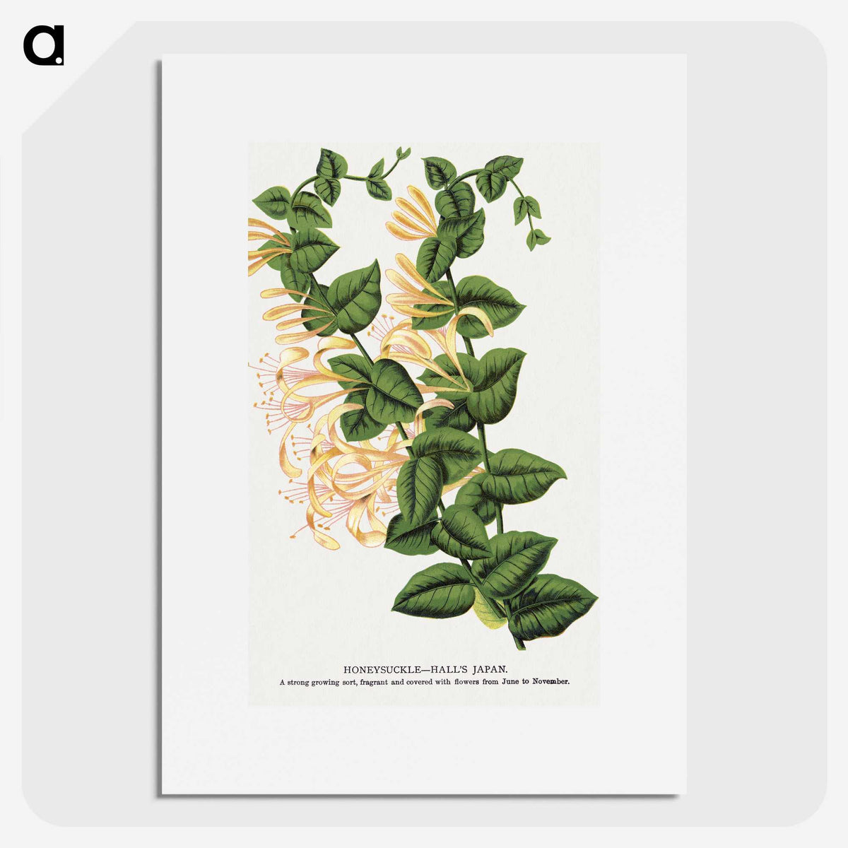 1-82_Botanical-Specimen-Plates_picture