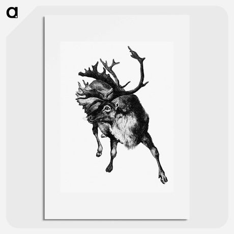 アートポスター-Reindeer Etching Illustration from Nimrod in the North
 - 大英図書館 Poster.