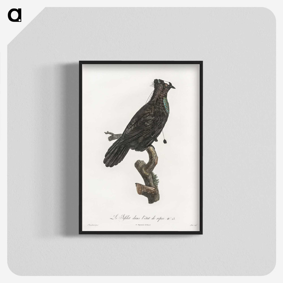 1-82_Des-Oiseaux-de-Paradis_blk-crop