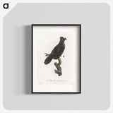 1-82_Des-Oiseaux-de-Paradis_blk