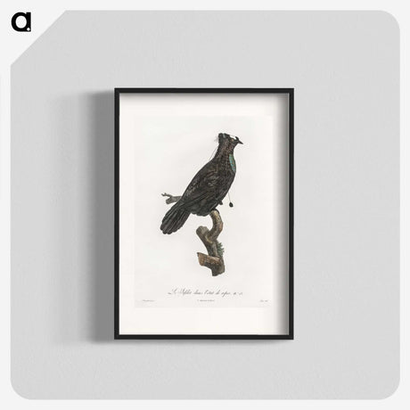 1-82_Des-Oiseaux-de-Paradis_blk
