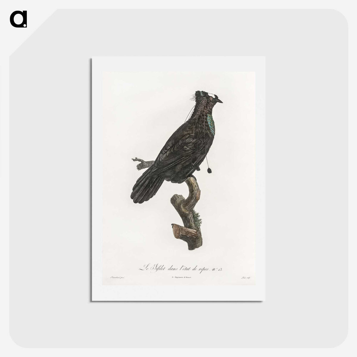 1-82_Des-Oiseaux-de-Paradis_hagaki