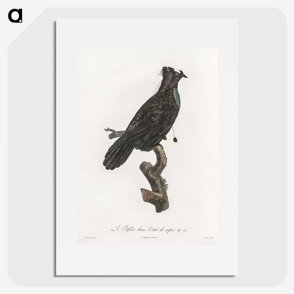 1-82_Des-Oiseaux-de-Paradis_picture