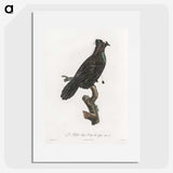 1-82_Des-Oiseaux-de-Paradis_picture