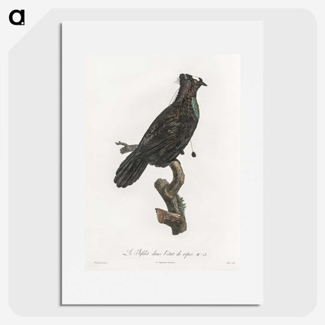 1-82_Des-Oiseaux-de-Paradis_picture