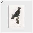 1-82_Des-Oiseaux-de-Paradis_postcard