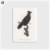 1-82_Des-Oiseaux-de-Paradis_postcard