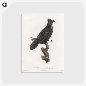 1-82_Des-Oiseaux-de-Paradis_postcard