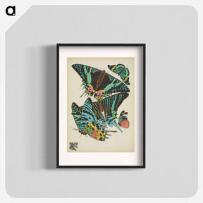 アートポスター-E.A. Séguy's vintage butterflies insect illustration - E.A.セギー Poster.