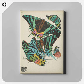 アートパネル-E.A. Séguy's vintage butterflies insect illustration - E.A.セギー Canvas.