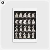 アートポストカード-Woman with Basket and Handkerchief
 - エドワード マイブリッジ Postcard.