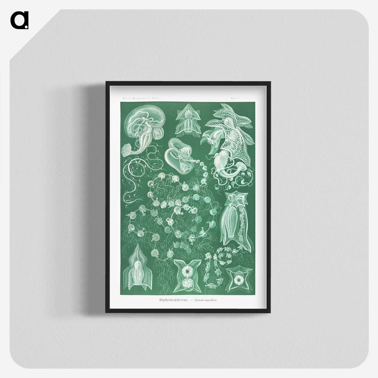 1-82_Ernst-Haeckel_blk-crop