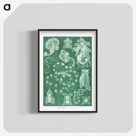 1-82_Ernst-Haeckel_blk-crop