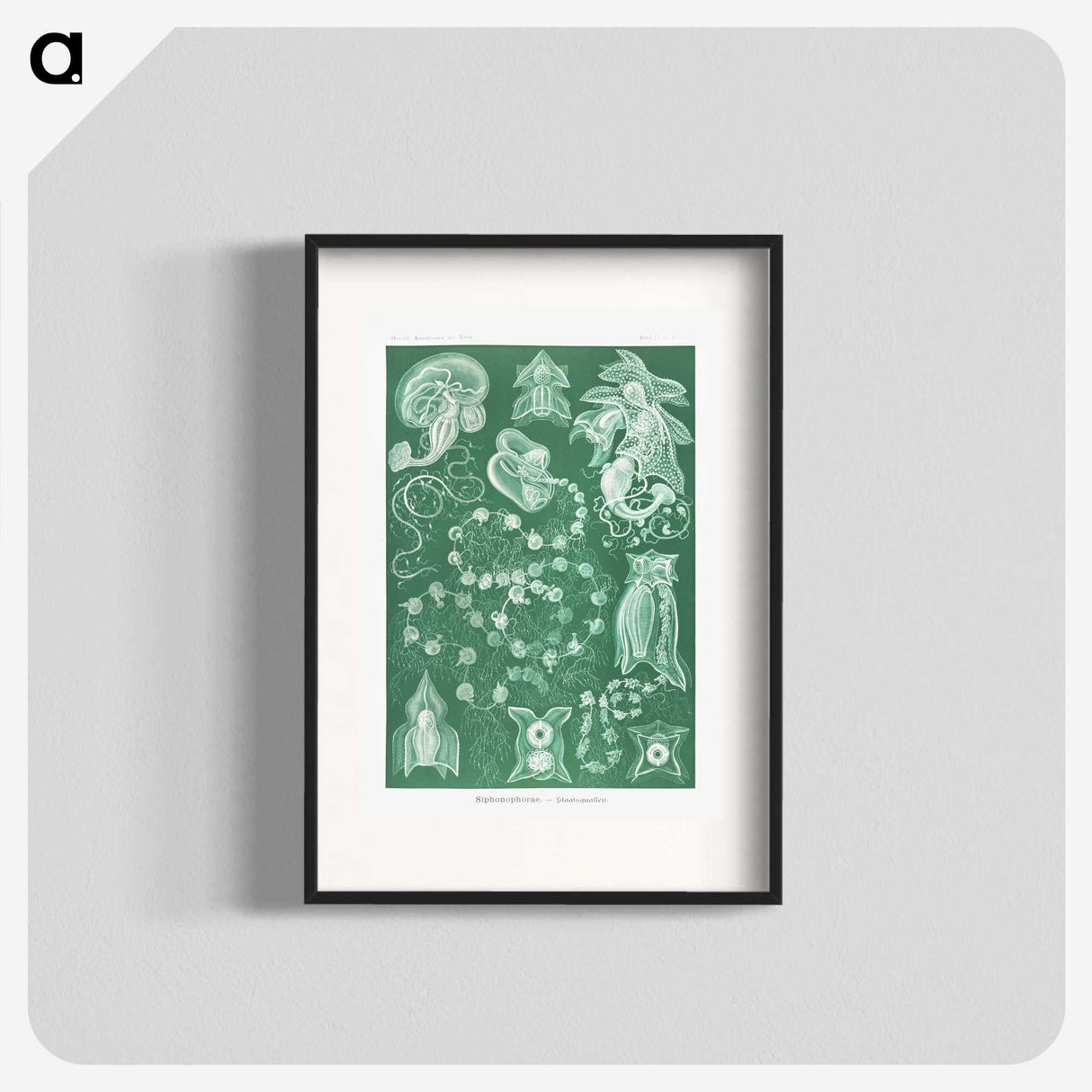 1-82_Ernst-Haeckel_blk