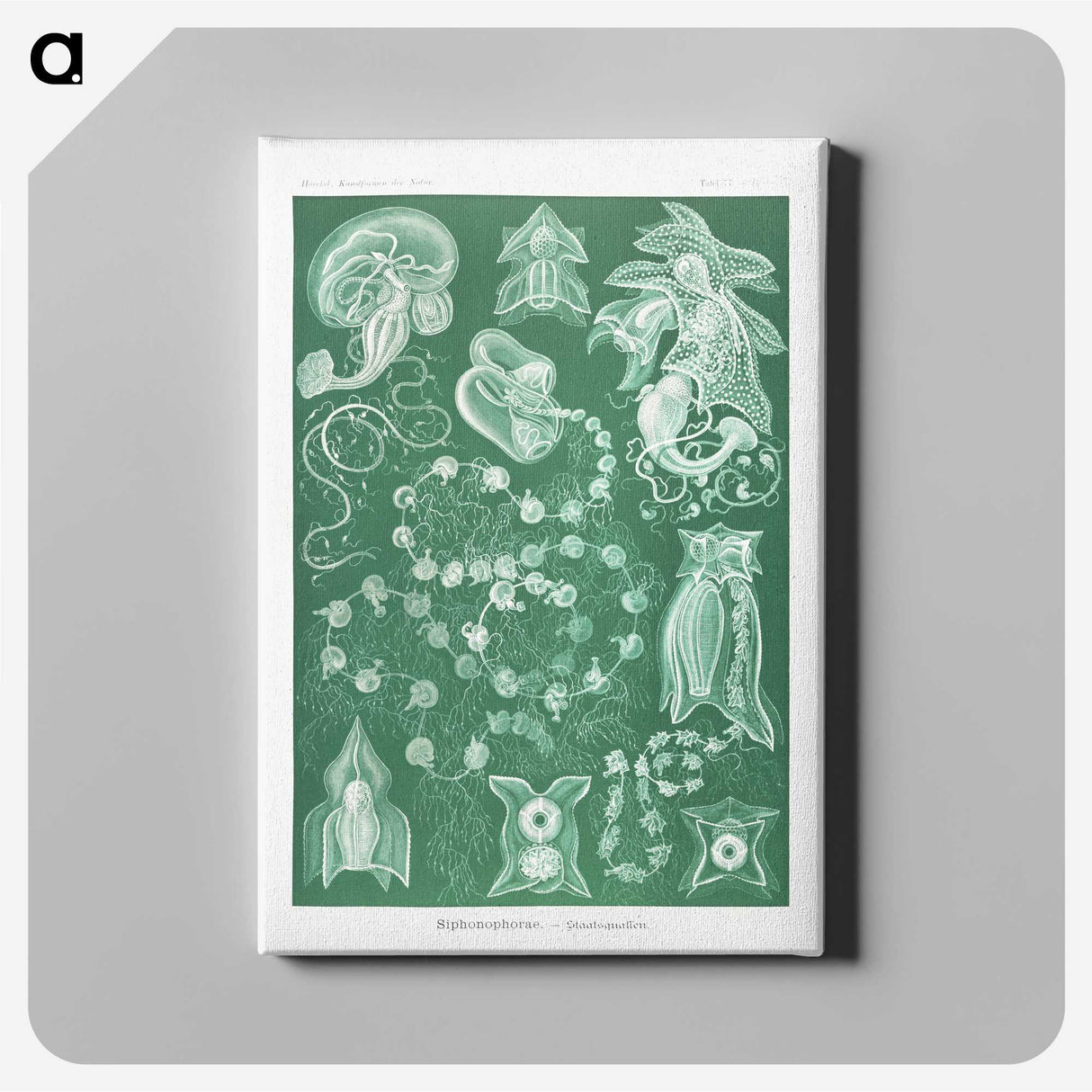 1-82_Ernst-Haeckel_canvas
