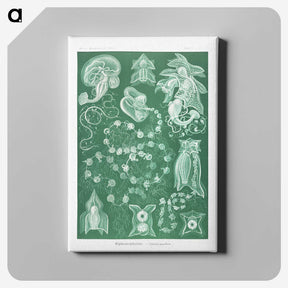 1-82_Ernst-Haeckel_canvas