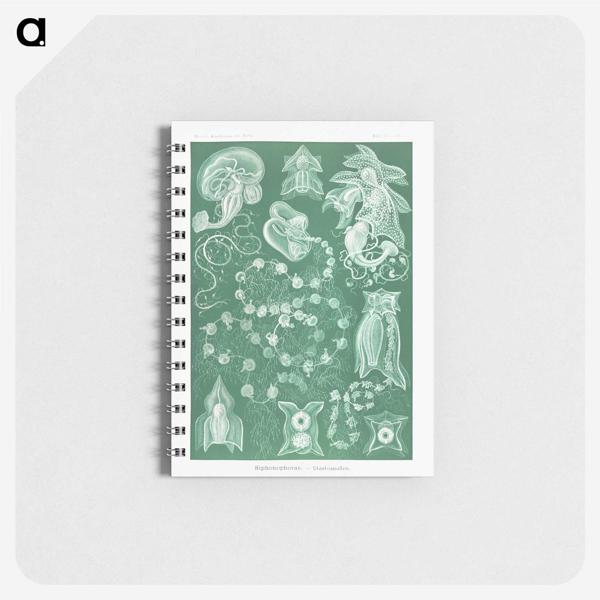 1-82_Ernst-Haeckel_memo