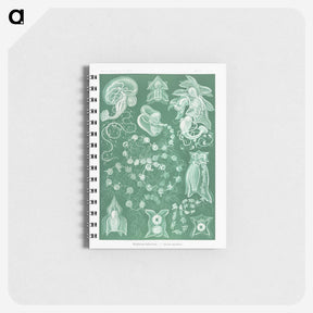 1-82_Ernst-Haeckel_memo