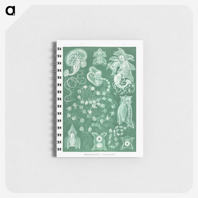 1-82_Ernst-Haeckel_memo