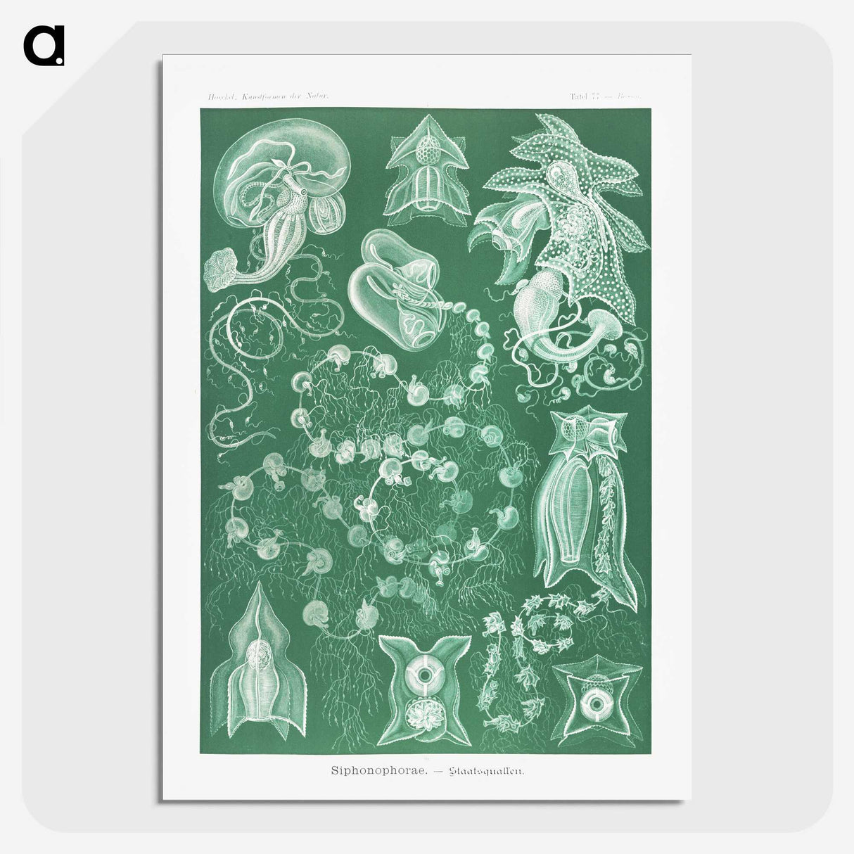 1-82_Ernst-Haeckel_picture-crop