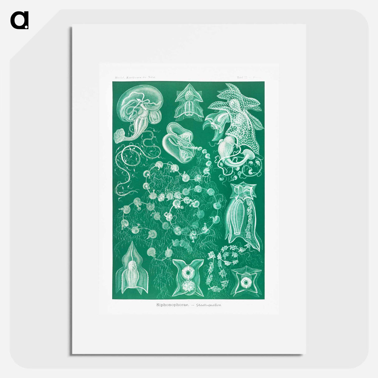 Siphonophorae–Staatsquallen - エルンスト ヘッケル Poster.