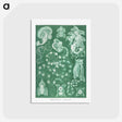 1-82_Ernst-Haeckel_postcard