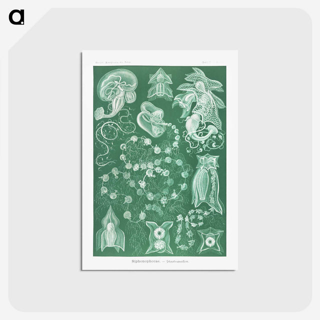 1-82_Ernst-Haeckel_postcard
