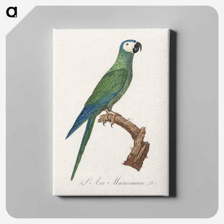 1-82_Francois-Levaillant_canvas