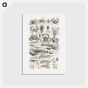 アートポストカード-Crustacea
 - ゴールドスミスの生き生きとした自然 Postcard.
