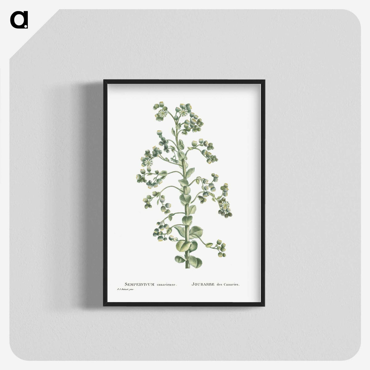 1-82_Histoire-des-Plantes-Grasses_blk-crop