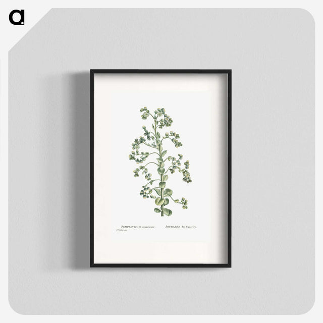 1-82_Histoire-des-Plantes-Grasses_blk